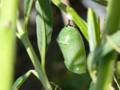 Monarch butterfly chrysalis
landscape